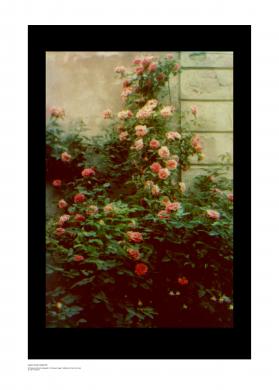 Francesco Negri, Roserto, autocromia, CC BY-SA