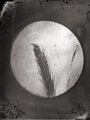 Francesco Negri, 1° prova micrografica gamba di ragno, 1866, collodio vetro, CC BY-SA