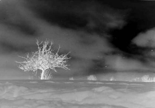 Ravelli, Francesco, [Albero e neve], gelatina bromuro d’argento/ pellicola, negativo b/n, CC BY-SA