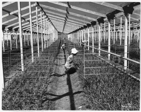 Umberto Mazzoldi, lavoro in serra a Civitavecchia, gelatina ai sali d'argento/carta, CC BY-NC-ND