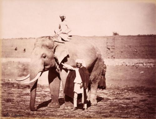 Shepherd, Charles, L'elefante del Maraja, Jaipur, stampa all' albumina, CC BY-SA