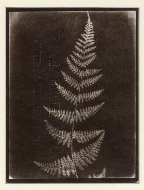 Talbot, Henry Fox, Una felce, disegno fotogenico, CC BY-SA
