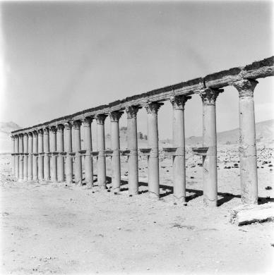 Giuliano, Antonio, Siria, Palmira - Colonnato, veduta, gelatina ai sali d'argento/ pellicola (negativo), CC BY-SA