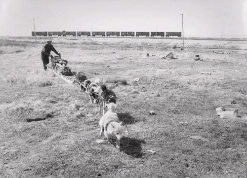 Mario De Biasi, Churchill, Canada, stampa ai sali d'argento, CC BY-SA