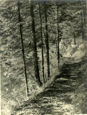 Renzo Pavonello, Sui Monti Musi, Prealpi friulane, stampa ai sali d'argento virata, CC BY-SA