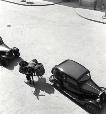 Ugo Pellis, Licata, asino con cestoni, stampa ai sali d'argento, CC BY-SA