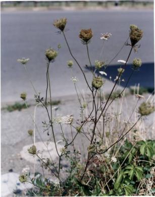 Mangano, Tancredi, Daucus Carota, dalla serie In urbe, stampa cromogenica / carta, CC BY-NC-ND