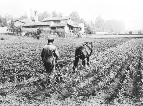 Bricalli, Samuele, Sarchiatura di un campo di granoturco, Gelatina a sviluppo in bianco e nero, CC BY-SA