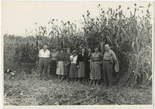 Ispettorato Provinciale per l'Agricoltura, Azienda Spinozzi - Cerulli, 09/1955, gelatina bromuro d'argento/carta, CC BY-SA