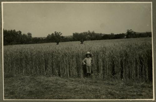 Cattedra Ambulante di Agricoltura per la Provincia di Teramo, ante 1955, gelatina bromuro d'argento/carta, CC BY-SA