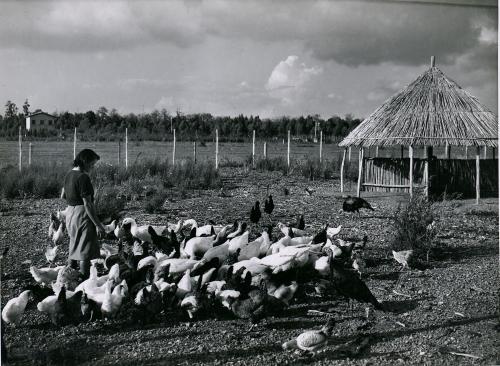 L'azienda avicola e cunicola del Banco di Roma in zona Tor Carbone, 1942 circa, CC BY-NC-ND