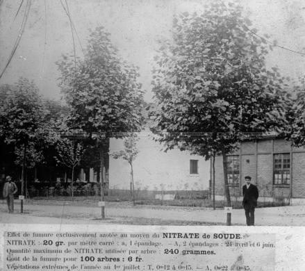 Anonimo, Esperimento su platani orientali, anni '30 - Fondo Agricoltura -, gelatina al bromuro d'argento/ vetro, CC BY-SA