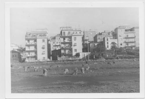 Jean Coste, Pastorizia nell'Agro Romano, 1966, CC BY-SA