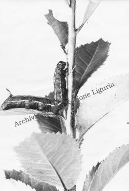 Anonimo, Larva di farfalla (Deilephila lineata livornica) su un rametto di corbezzolo, 1958, Gelatina ai sali d'argento/carta, CC BY-NC-ND