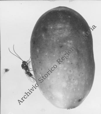 Anonimo, Oliva varietà Lavagnina inquinata da una larva di Dacus oleae, Gelatina ai sali d'argento/carta, CC BY-NC-ND