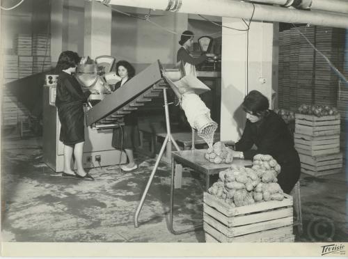 Confezionamento retine con patate, 1940-1960 circa, CC BY-NC-ND