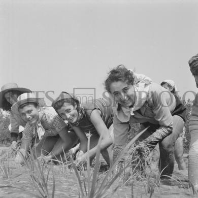 Publifoto - foto di Tino Petrelli, Mondine al lavoro nei campi nei dintorni di Binasco, 06/1951, CC BY-NC-SA