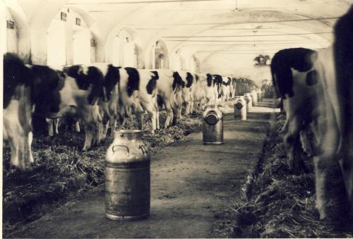 Vercellesi, la stalla , prima della mungitura, Scanner da originale, CC BY-SA