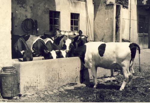 Abbeveramento, Scanner da originale, CC BY-SA