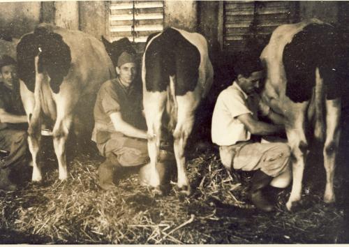 Vercellesi, la stalla - la mungitura manuale, Scannerizzate da originale, CC BY-SA