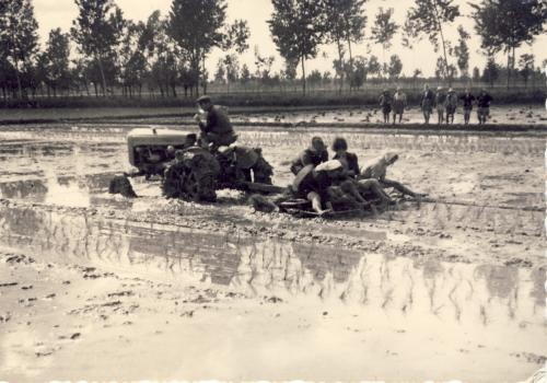 Vercellesi, preparazione della risaia, Scannerizzate da originale, CC BY-SA