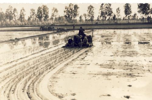 Vercellesi, preparazione della risaia, Scannerizzate da originale, CC BY-SA