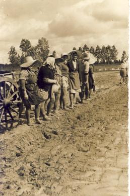 Vercellesi - trapianto del riso, scanner da originale, CC BY-SA