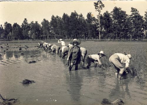 Vercellesi - trapianto del riso, scanner da originale, CC BY-SA