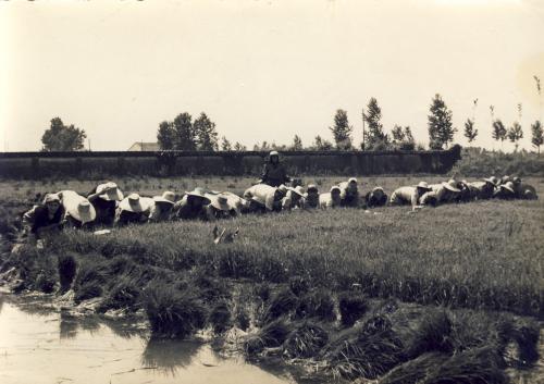 Vercellesi - trapianto del riso, scanner da originale, CC BY-SA