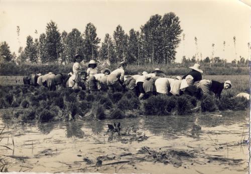 Vercellesi - trapianto del riso, scanner da originale, CC BY-SA