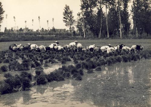 Vercellesi - trapianto del riso, scanner da originale, CC BY-SA