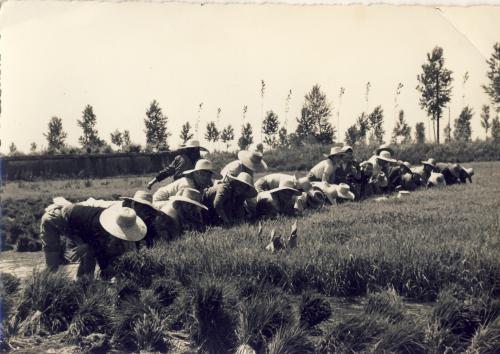 Vercellesi - trapianto del riso, scanner da originale, CC BY-SA