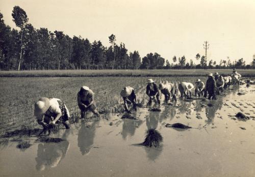 Vercellesi - trapianto del riso, scanner da originale, CC BY-SA