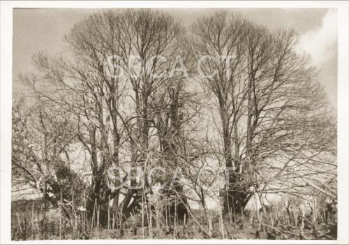 Sant'Alfio (CT), Castagno dei Cento Cavalli, CC BY-NC-ND