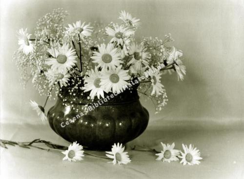 Alessandro Almerici, Composizione di fiori con margherite, 1950 circa, CC BY-NC-ND