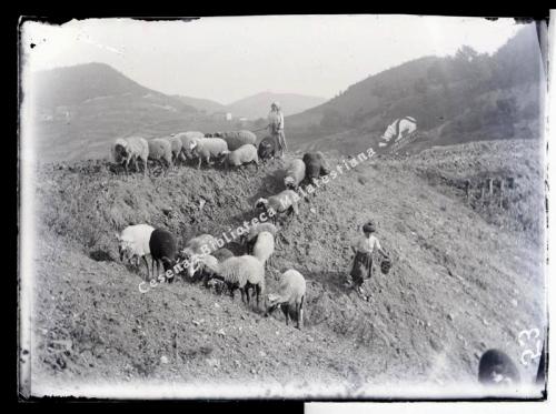 Gaetano Brasa, Al pascolo, 1900 circa, CC BY-NC-ND