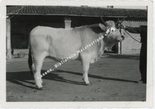 Tartagni, Cesena, Bovino, post 1950, CC BY-NC-ND