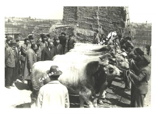 Foto Moderna, Cesena, Cesena, visita del professor Giuliani ad una azienda agricola, post 1950, CC BY-NC-ND