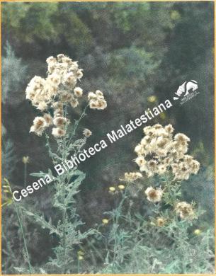 Romolo Savoia, Fiori, Pastelli a cera su stampa retinata, CC BY-NC-ND