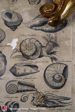 Fontcuberta , Joan, [dall'esposizione: Gastropoda], Museo Lazzaro Spallanzani # VI, 2015, 2015, fotografia a colori : sviluppo cromogeno su dibond ; 700x500 mm, CC BY-NC-ND