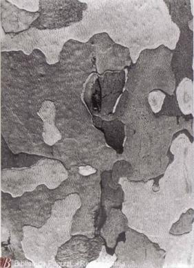 Veronesi, Luigi, Struttura 5, 1938, fotografia bianco e nero ; gelatina bromuro d'argento su carta baritata ; 224x160 mm., CC BY-NC-ND