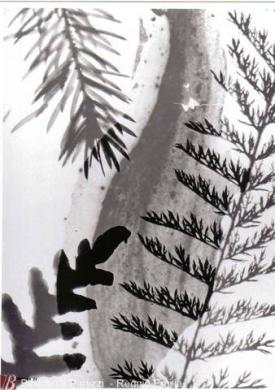 Veronesi, Luigi, Natura n. 23, 1951, fotografia bianco e nero ; gelatina bromuro d'argento su carta baritata ;  390x286 mm, CC BY-NC-ND