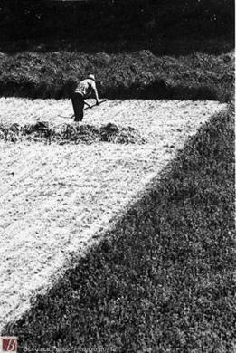Farri , Stanislao, [Il lavoro], 1981, fotografia bianco e nero: gelatina bromuro d'argento su carta baritata ; 300x200 mm, CC BY-NC-ND