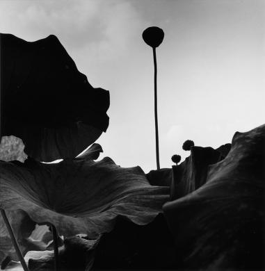 Graciela Iturbide, Lugo, 2008, Stampa ai sali d'argento, CC BY-NC-ND