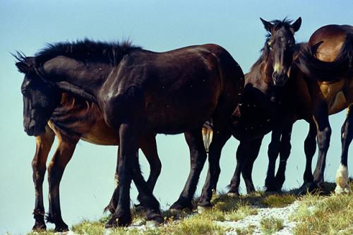 Gaetano Pirone, Cavalli al pascolo, Diapositiva 24x36mm gelatina a sviluppo, CC BY-NC-ND