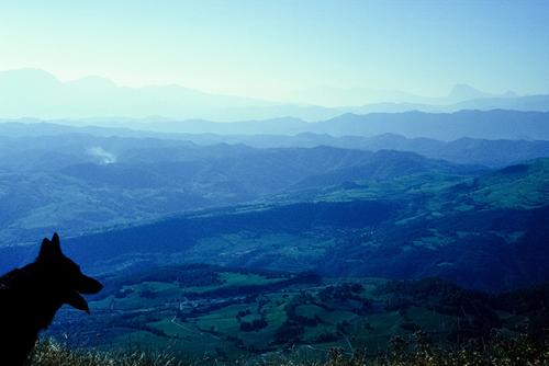 Gaetano Pirone, Veduta colline marchigiane con cane in  silhouette sulla parte sinistra del fotogramma, Diapositiva 24x36mm gelatina a sviluppo, CC BY-NC-ND