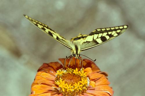 Gaetano Pirone, Particolare di una farfalla, Diapositiva 24x36mm gelatina a sviluppo, CC BY-NC-ND