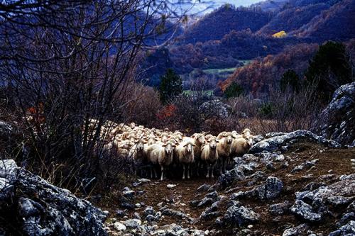 Gaetano Pirone, Gregge tra i colori autunnali dei Monti Sibillini, Diapositiva 24x36mm gelatina a sviluppo, CC BY-NC-ND