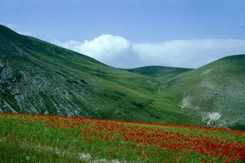 Gaetano Pirone, Campo di papaveri vicino Castelluccio di Norcia (PG), Diapositiva 24x36mm gelatina a sviluppo, CC BY-NC-ND