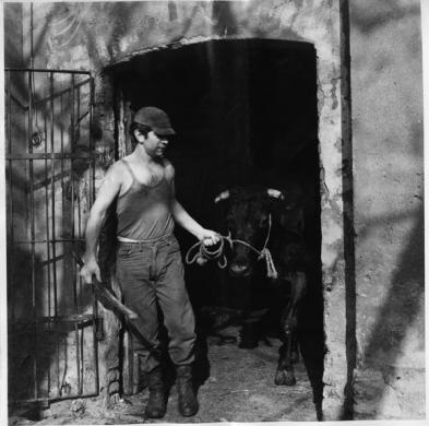 Giuseppe Morandi (Lega di Cultura di Piadena), 	I da el tor a la vacca. Danno il toro alla vacca (Gianfranco “Micio” Azzali, bergamino), 1961, gelatina bromuro d'argento su carta, CC BY-NC-SA